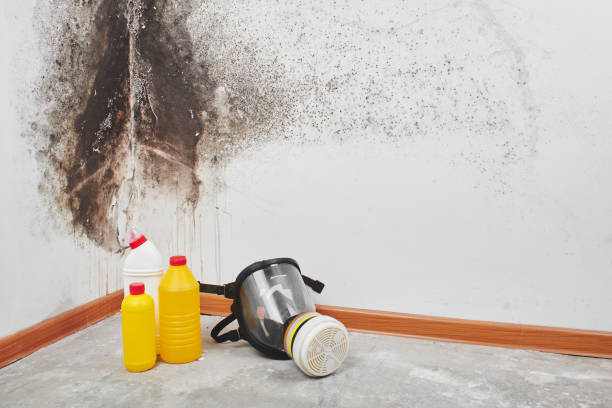 Best Black Mold Remediation in Wyoming, DE