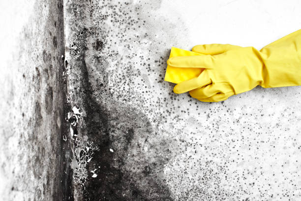 Best DIY Mold Remediation Support Services in Wyoming, DE
