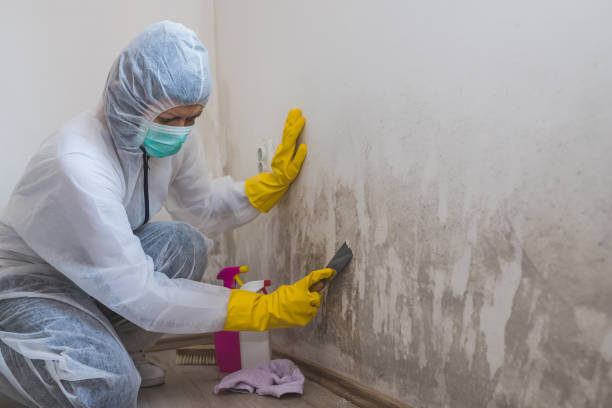 Best Basement Mold Remediation in Wyoming, DE
