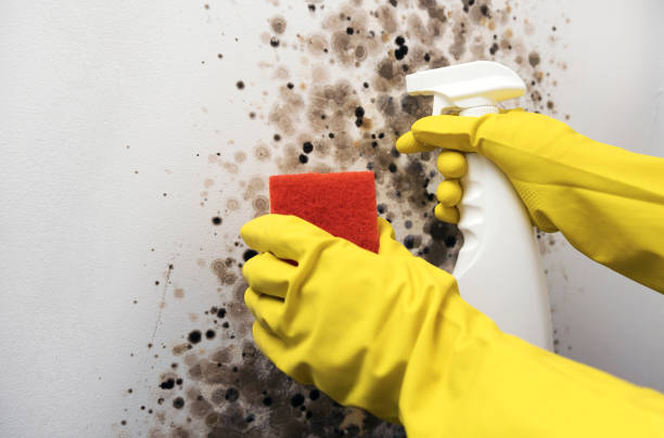 Best Residential Mold Remediation in Wyoming, DE