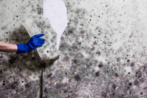 Best Commercial Mold Remediation in Wyoming, DE
